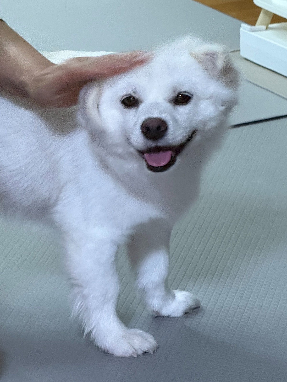 Dmhprv