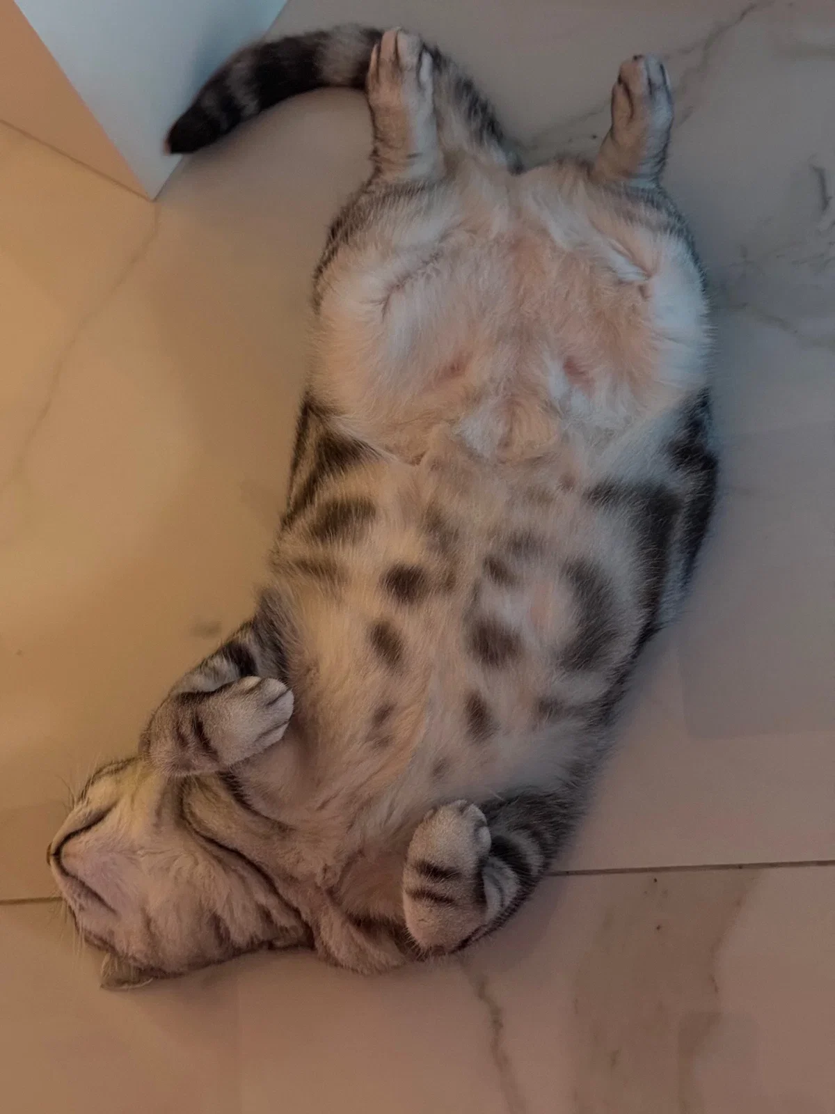 DpObdy