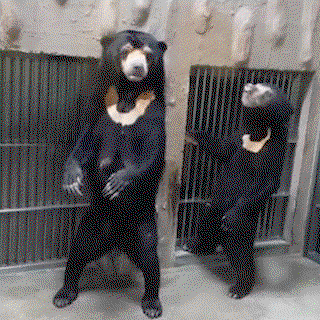 DruEbr.gif