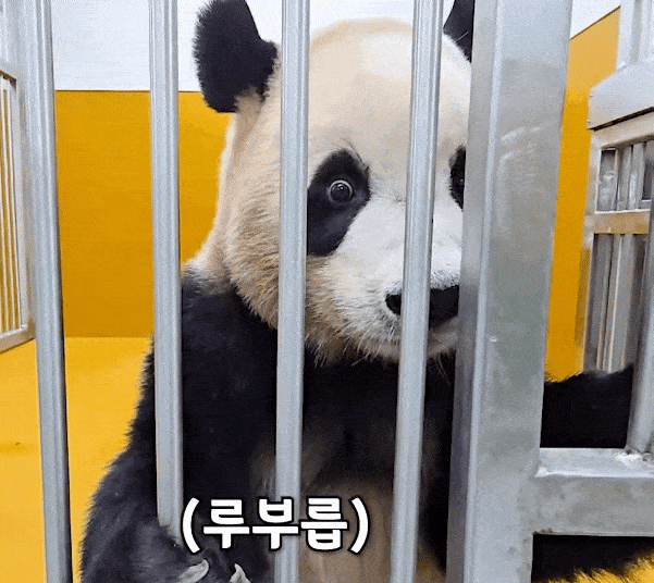 DvlySG.gif