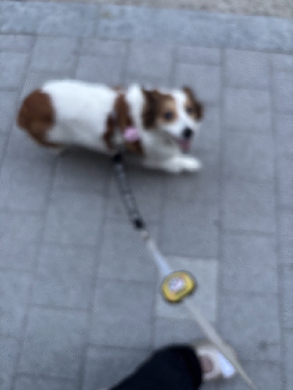 DxnFvd