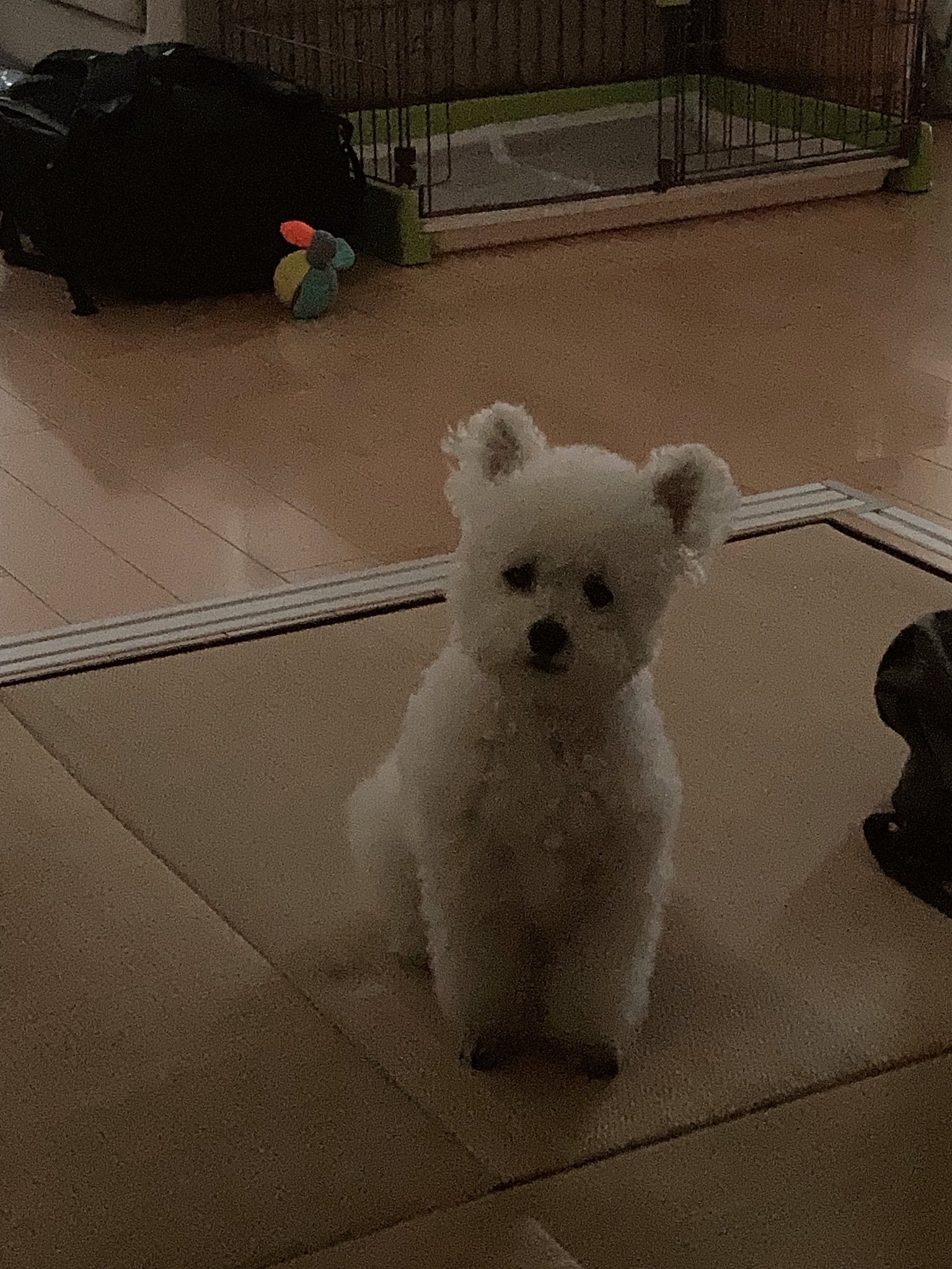 DzYaLo
