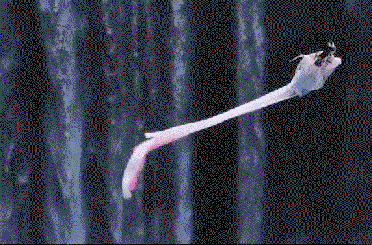 EARvGL.gif