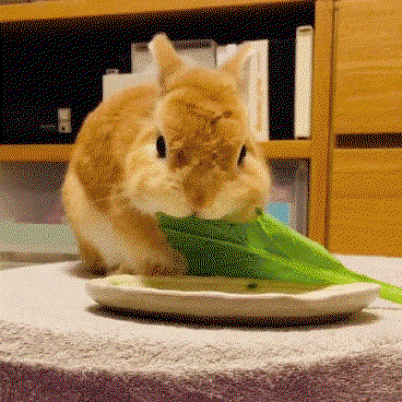 EDbCPT.gif