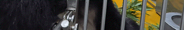 EIoeqa.gif