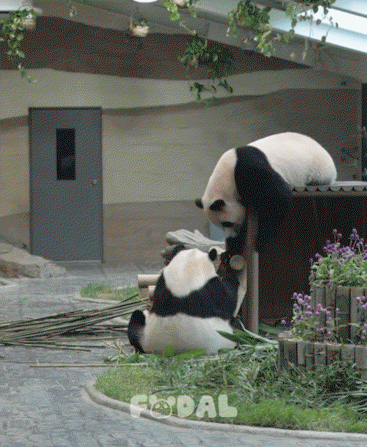 EMPOOi.gif