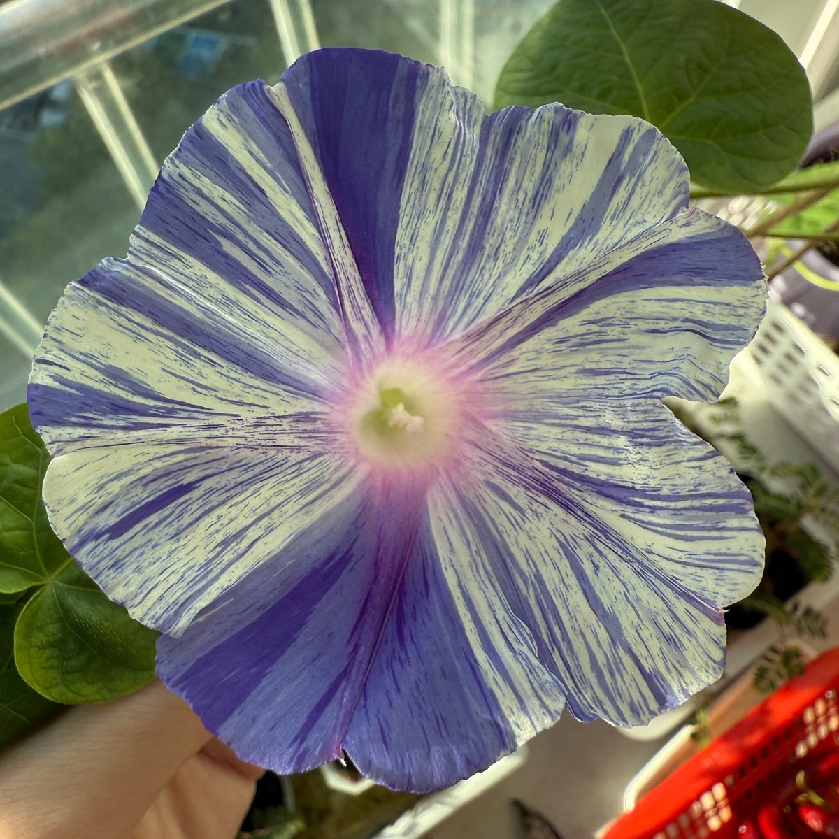 EPTDdU