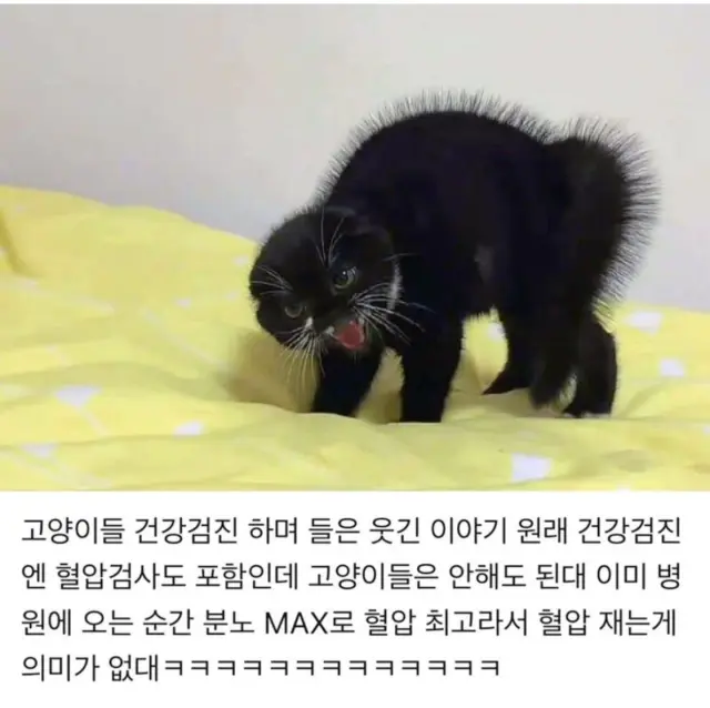 EcmMox