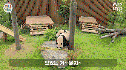 EdgSfd.gif