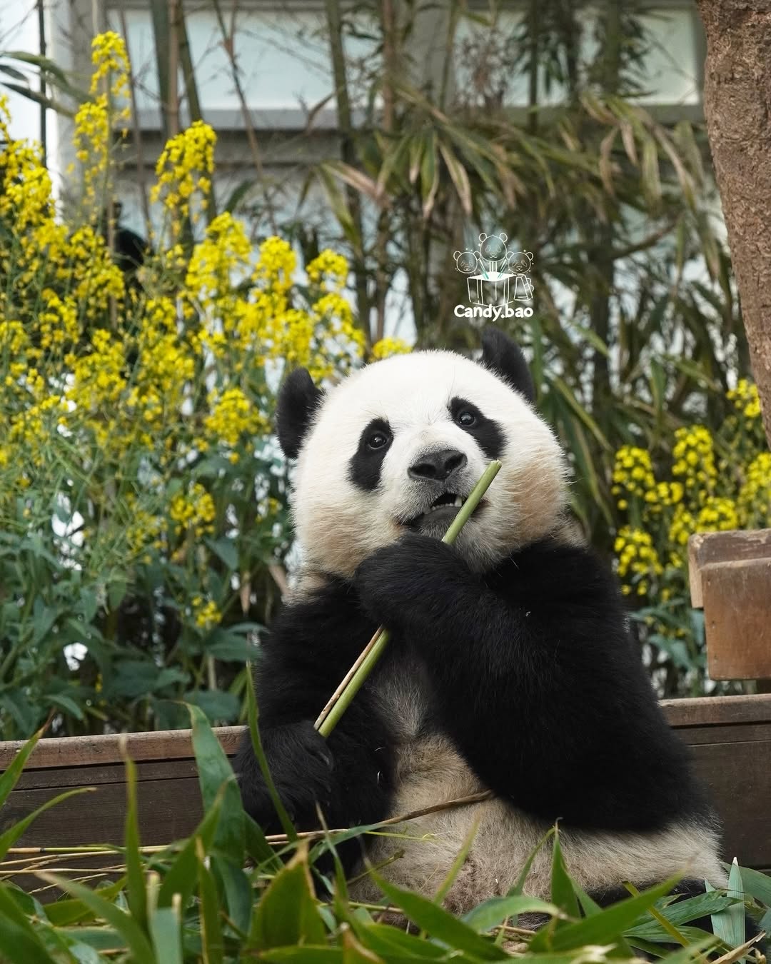 EmGoME