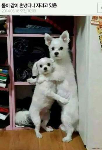 EmfHb