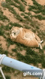 ExqyMt.gif