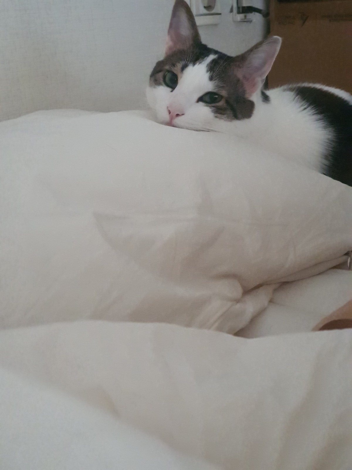 FEWhoQ