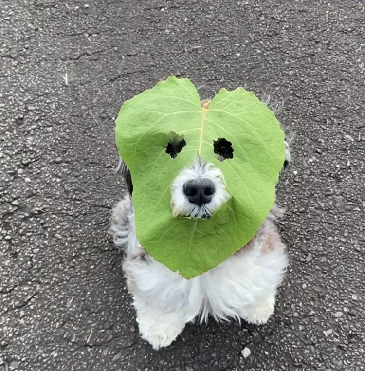 FLDgIf