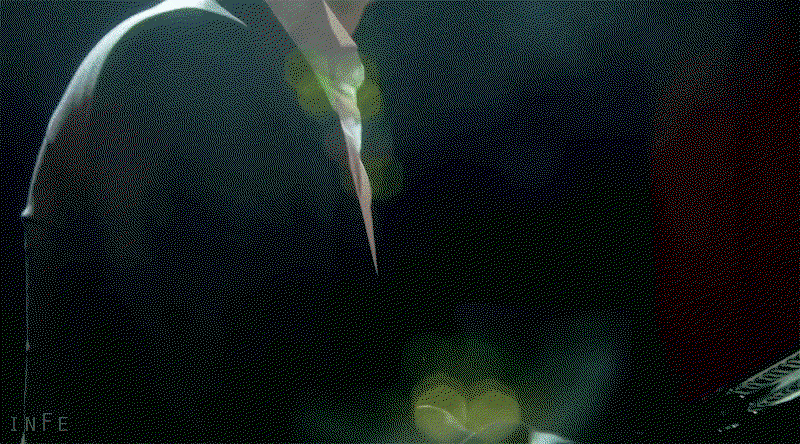 FNIWIh.gif