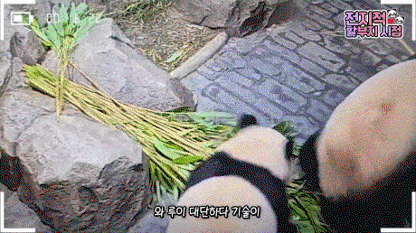 FOqYma.gif