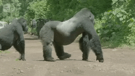 FXUIhw.gif