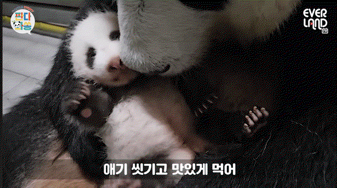 FcSmRD.gif
