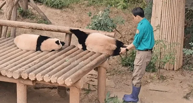 FfBBUE