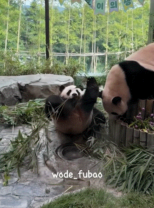 FpaQQo.gif
