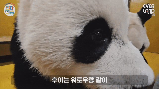 GDNySV.gif