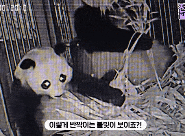 GEZpak.gif