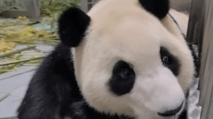 GMBnHU.gif