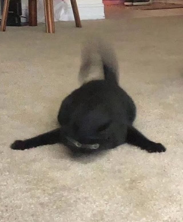 GMotQU