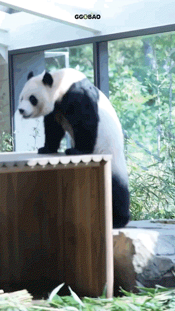 GPNaRb.gif