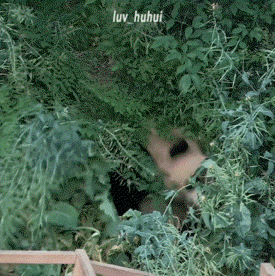 GRcOkj.gif