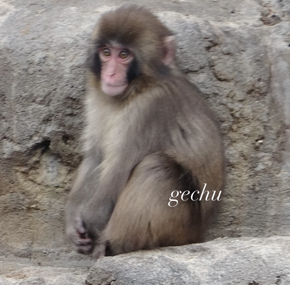 GSCmeq