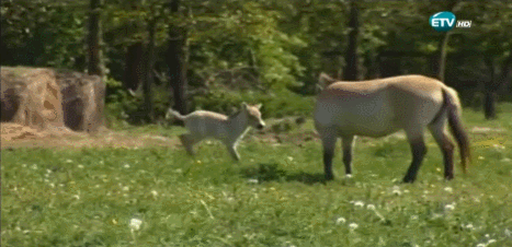GTDdvz.gif
