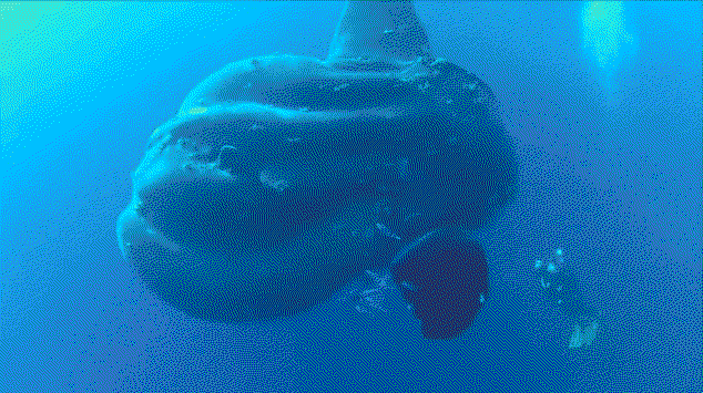 GWVXyR.gif