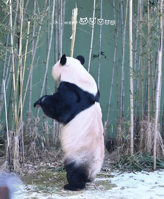 GZYYFl.gif
