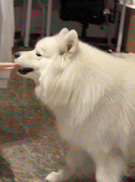 GentPK.gif