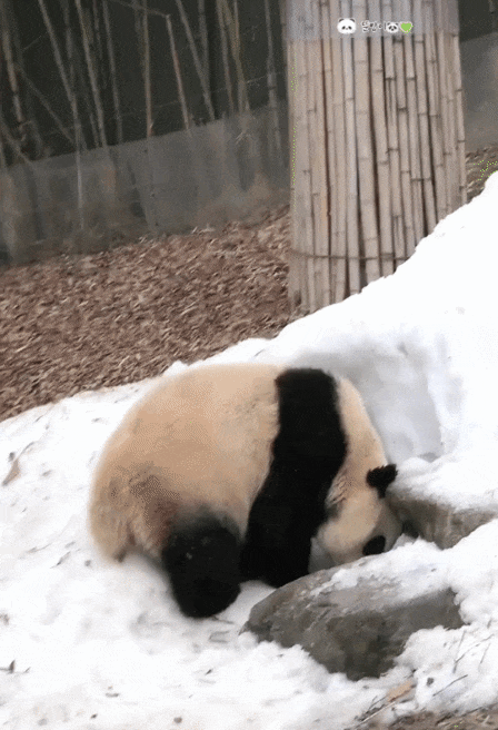 GiQcYa.gif
