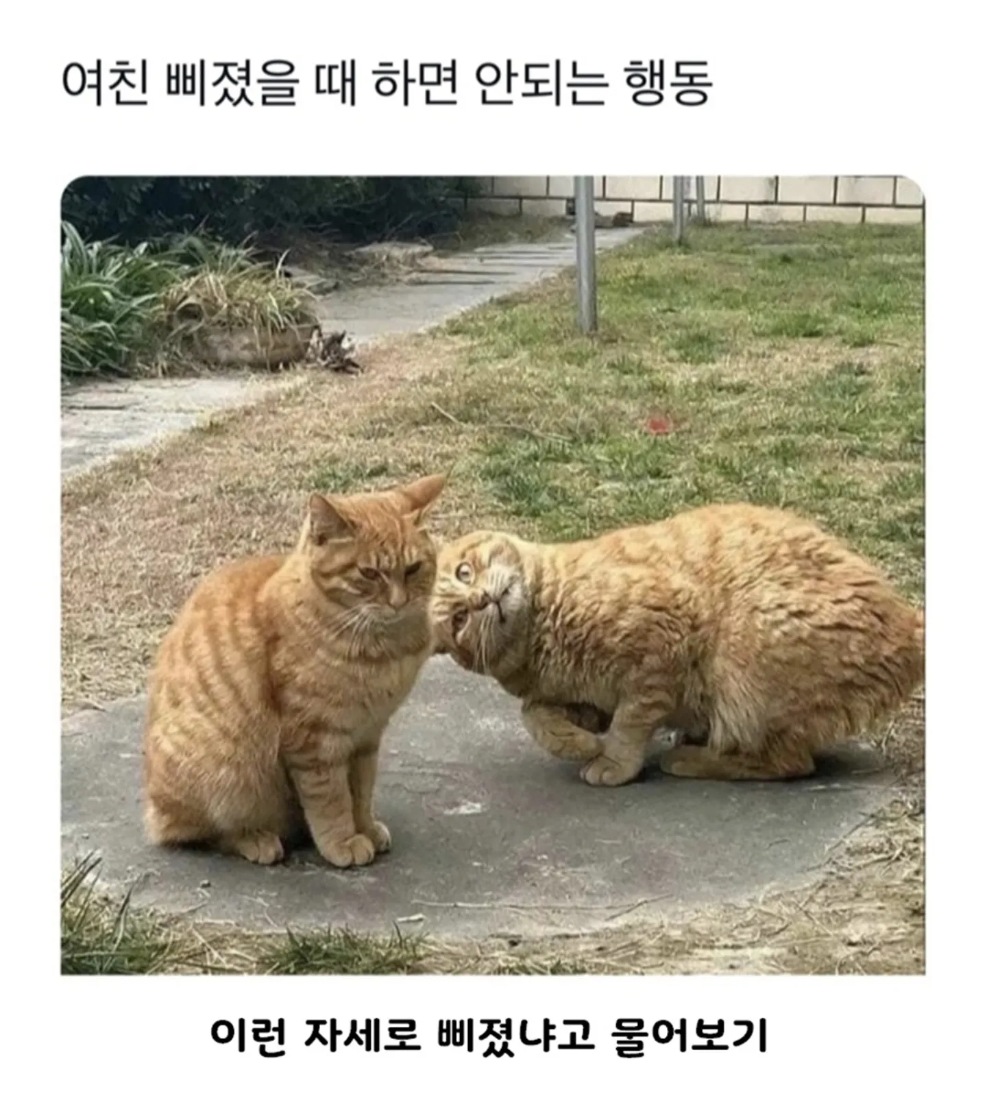 GjOAkH