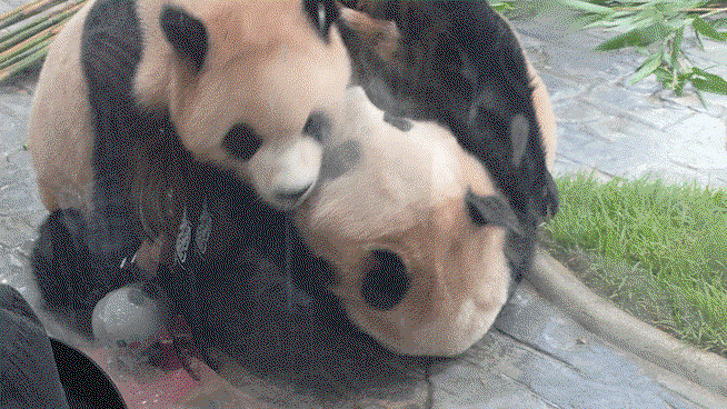 GoNIFI.gif