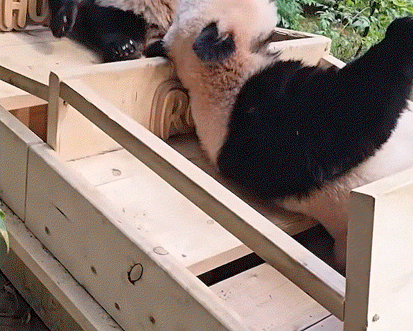 GoeQox.gif