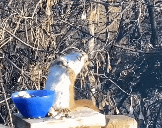 GpOneC.gif