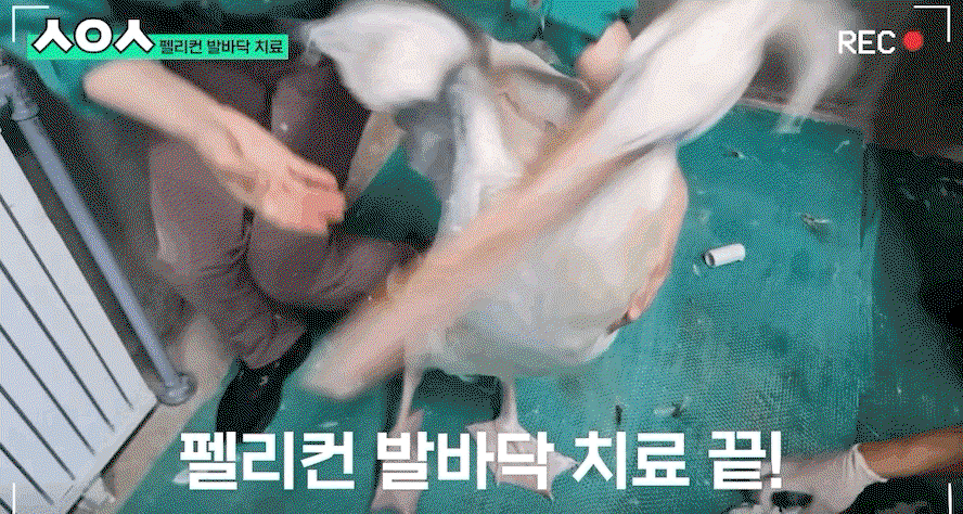 GptsBB.gif