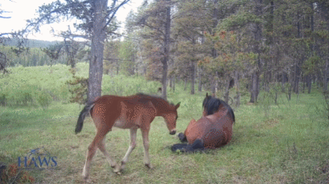 GtcFQF.gif