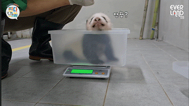 HILHNI.gif