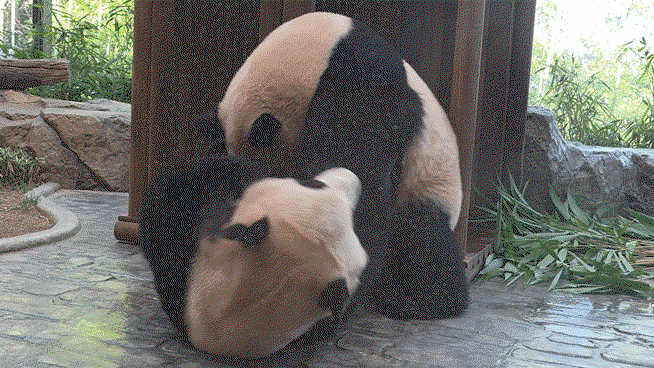 HNCoch.gif