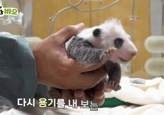HPjHWA.gif