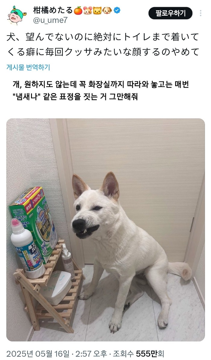 더쿠 - 화장실 갈 때 꼭 따라오는 강아지.jpg