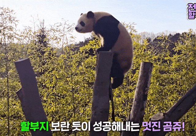HXnXaG.gif