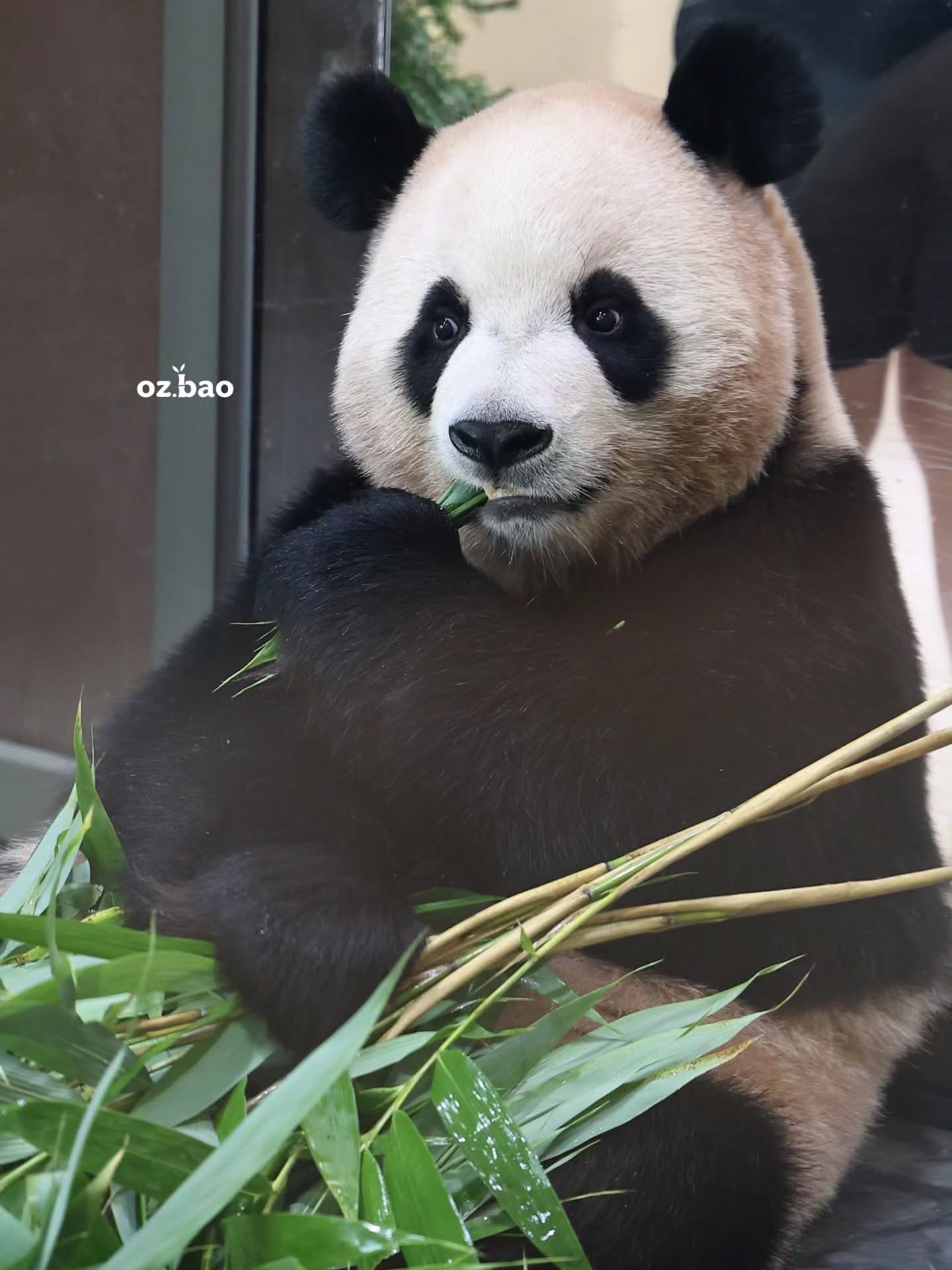 HaCVjg