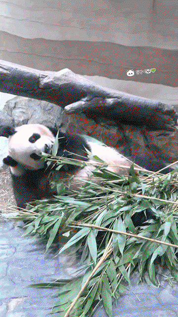 HecLQV.gif
