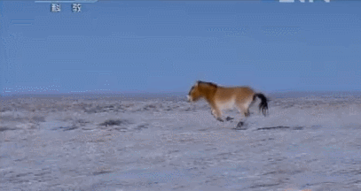 HjXmSc.gif